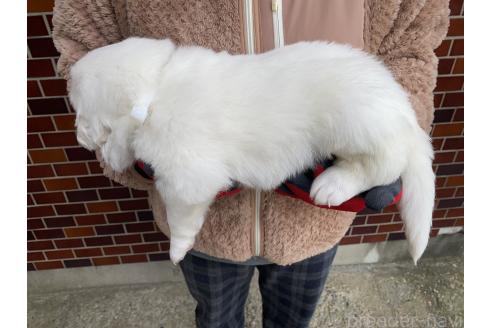 成約済の千葉県のグレートピレニーズ-359423の22枚目